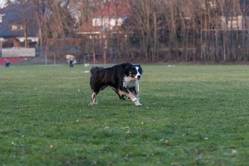 Bild 49 - Hundeshooting